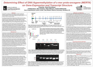 Determining Effect of DNA Hypermethylation of c-mer proto-oncogene (MERTK)
on Gene Expression and Transcript Structure
DNA methylation is identified as an essential epigenetic modification regulating gene
expression in normal development and has critical roles in genomic imprinting and X-
chromosome inactivation. However, aberrant methylation of CpG islands in DNA promoters has
also been established as an abnormal finding in human colon cancers and can be a
mechanism to silence or alter gene expression.
We employed reduced representation bisulfite sequencing (RRBS) which utilizes restriction
enzyme digest and bisulfite conversion of genomic DNA on a reduced fraction of the genome
with high CpG content to identify areas of differential methylation between normal and
neoplastic colon tissue. Through this comparison, we identified c-MER proto-oncogene
(MERTK) as differentially hypermethylated in a subset (~25%) of colon cancer cell lines and
both primary and metastatic tumors. This proto-oncogene expresses a receptor tyrosine kinase
that is often overexpressed or activated in various malignancies including melanoma.
In order to determine the molecular mechanism by which hypermethylation results in altered
expression of MERTK, we performed rapid amplification of cDNA ends (RACE) in
unmethylated and methylated colon cancer cell lines and found predominantly 5’ truncated
mRNA transcripts in the methylated cell lines, but not in the unmethylated. The truncated
transcripts suggest alternative splicing mechanisms that could result in a constitutively active
“rouge” tyrosine kinase. To further assess the significance of the truncated transcripts, we
attempt to clone complementary DNA fragments of the truncated mRNA into plasmid vectors
that will be transformed into and expressed by mammalian cell lines. Finally, we evaluate if
expression of truncated kinase results in constitutive activation of MERTK, changes in cell
growth (proliferation), and incorporate immunofluorescence techniques to assess different
subcellular localization of the receptor tyrosine kinase.
Presenter: David Dornblaser
Collaborators: Ryan Fecteau, Helen Moinova, Sanford Markowitz
Case Comprehensive Cancer Center, Case Western Reserve University, Cleveland, OH
Abstract
Figure 1. Genomic locus of c-mer proto-oncogene (MERTK). The MERTK gene is located on the long (q) arm of
chromosome 2. Specifically its genomic locus spans chr2:112,656,191-112,786,945 (approximately 130 kbp). The
methylated region lies within a CpG island (green) spanning the length of exon 1. Exon 1 encodes a signal peptide while the
kinase domain is encoded by exons 12-19.
Roche® Expand High Fidelity Polymerase Chain Reaction (PCR) System: Two forward
primers were designed to mirror truncated transcription products that were identified in tumor cell
lines. The two forward primers included a primer that began at exon 2 (E2) and another primer
further downstream in exon 2 corresponding to the 67th amino acid in the receptor tyrosine kinase
(67). An additional forward primer was designed to mirror the full MERTK transcript (Full). Each
forward primer was designed with a Kozak consensus sequence for translation initiation and an
ATG codon. Reverse primers were designed either to clone within the frame of the V5 epitope and
polyhistidine tag (C-terminal peptide) of the pcDNA TM3.1/V5-His TOPO® cloning vector (V5) or
included the native stop codon to express native protein (Stop). The combination of forward and
reverse primers resulted in six PCR reactions: (1) Full, V5; (2) Full, Stop; (3) E2, V5; (4) E2, Stop;
(5) 67, V5; (6) 67, Stop. Roche® expand high fidelity enzyme mix containing thermostable Taq
DNA polymerase, expand high fidelity buffer (10x), and dNTP mix in addition to MERTK template
were added to each PCR reaction with respective forward and reverse primers. Thermal cycling
was performed with the following conditions: (1) initial denaturation 94oC (5 minutes) for 1 cycle;
(2) denaturation 94oC (15 seconds), annealing 62oC (30 seconds), elongation 72oC (2 minutes) for
10 cycles; (3) denaturation 94oC (15 seconds), annealing 62oC (30 seconds), elongation 72oC (2
minutes + 5 second cycle elongation for each successive cycle) for 15 cycles; (4) final elongation
72oC (7 minutes) for 1 cycle.
NucleoSpin® Gel and PCR Clean-up: PCR products were loaded and run on a 1% agarose gel
for 1 hour at 150 V (Figure 4). Amplified PCR products were excised from the 1% agarose gel with
the aid of a ultraviolet light source for visualization. Each gel slice containing amplified PCR
product was solubilized with binding Buffer NTI (for every 100 mg of agarose gel < 2% 200 µl
buffer NTI were added). Samples were incubated for 5-10 minutes at 50oC and vortex agarose gel
dissolved. In the presence of a chaotropic salt, DNA was bound to the silica membrane of the
NuceloSpin® Gel and PCR Clean-up Column. Contaminations were removed by adding ethanolic
wash Buffer NT3 to the PCR Clean-up Column. DNA is finally eluted under low salt conditions into
a 15-30 µl volume of slightly alkaline Elution Buffer NE (5 mM Tris/HCl, pH 8.5).
pcDNA TM3.1/V5-His TOPO® TA Cloning Reaction and Transformation: 3’ adenine overhangs
were added to the amplified PCR products using an Add an A protocol that required incubation at
72oC for 20 minutes with Roche® expand high fidelity enzyme mix containing thermostable Taq
DNA polymerase, expand high fidelity buffer (10x), and dATP mix. A-overhangs were necessary in
order to utilize the TA cloning scheme of the pcDNA TM3.1/V5-His TOPO® that does not requires
DNA ligase. Following the addition of A-overhangs, PCR products were ligated into pcDNA
TM3.1/V5-His TOPO® vectors and transformed into TOP10 E.coli competent cells. Transformed
cells were plated in two volumes (20 and 200 µl) onto LB/Ampicillin and incubated overnight. A
negative control of pcDNA TM3.1/V5-His TOPO® without PCR product was also cultured to assess
for transformation efficiency.
Materials and Methods
Figure 4. Polymerase Chain Reactions showing amplified product. Three forward primers: Full mirrors the full transcript,
E2 starts at the beginning of exon 2, and 67 begins farther downstream in exon 2 corresponding to the 67th amino acid in
MERTK. Two reverse primers: designed either to clone within the frame of the V5 epitope and polyhistidine tag (C-terminal
peptide) of the pcDNA TM3.1/V5-His TOPO® cloning vector (V5) or included the native stop codon to express native protein
(Stop). The combination of forward and reverse primers resulted in six PCR reactions (above). The amplified product is
estimated between 2500 and 3000 bp.
Colorectal cancer is the third most common cancer and third leading cause of cancer death in
men and women in the United States. The decline in colorectal cancer mortality can be partially
attributed to the introduction and dissemination of screening tests to diagnose at earlier stages of
disease. However, currently only 40% of patients with colorectal cancer are diagnosed when the
disease is at a local stage, for which the 5-year survival rate is 90.3%. Survival declines to 70.4%
and 12.5% for patients diagnosed with regional and distant-stage disease, respectively1.
Improvements in early screening and detection are vital to continue to lower mortality. One area of
focus has been to improve detection by assessing for epigenetic alterations in tumor cells.
Inheritance based on differential levels of gene expression constitutes epigenetics in contrast to
genetics which describes inheritance of gene sequences. An important epigenetic modification is
methylation of cytosines at CpG dinucleotides. The distribution of these sites of methylation can
be localized to specific tissue types in the body in a series of patches known as CpG islands.
These patches are predominantly unmethylated in normal tissue and span the 5’ end of genes
traversing either the promoter, a 5’ untranslated region (UTR), or the first exon2. Although there
are several cases in which CpG island methylation functions normally including imprinted genes,
X-chromosome genes in women, and germline-specific genes, there are numerous mechanisms
by which epigenetic alteration can cause tumorigenesis and progression3. CpG hypermethylation
can result in transcriptional silencing of tumor suppressor genes. Global genomic
hypomethylation of cancer cell genomes may also occur that promotes genomic instability and
carcinogenesis without proper control of gene expression2.
Differential methylation of specific genomic loci have already proven to serve as functional
biomarkers for early detection, detection of relapse, response to therapy, and prognosis of colon
cancers. Aberrant hypermethylation of hMLH1 promoter and resultant transcriptional silencing
proved to be a common molecular event in sporadic microsatellite unstable colon cancer.
Developing a methylation-specific polymerase chain reaction (PCR) assay to evaluate
methylation in a CpG island of the hMLH1 promoter allowed for potential detection of human
colon cancers from serum samples.4 Aberrant hypermethylation of transcriptionally silent genes
has also shown promise in the development of new screening for colon cancer. Vimentin, which is
transcriptionally inactive in normal colonocytes, was found to have methylated exon-1 sequences
in both tumor tissue and fecal DNA of colon cancer patients compared to normal colon tissue and
controls5. Including new biomarkers to a screening panel for colon cancer will improve detection
specificity and sensitivity.
Utilizing a reduced representation bisulfite sequencing technique, we validated a methylation
event occurring in a known oncogene, the c-mer proto-oncogene which expresses a receptor
tyrosine kinase of the TAM family. The TAM family also includes Axl and Tyro3 (Figure 1). Percent
methylation of CpGs within a localized methylated region within exon-1 was analyzed in different
tumor types. While the percent methylation of several CpGs within the patch indicated
methylation of MERTK is not cancer stage specific, the proportion of samples exhibiting greater
than 10% methylation was approximately 25% among Stage II, Stage IV primary colon cancer
and liver metastases, significantly greater than normal tissues (Figure 2). Additionally,
complementary DNA (cDNA) PCRs indicated that exon-1 methylation inhibited transcriptional
efficiency near the 5’ end resulting in truncated transcripts. (Figure 3) MERTK overexpression and
constitutive activation has been associated with a wide variety of cancers indicating its role as a
proto-oncogene and providing a survival advantage to the tumor cell. The receptor tyrosine
kinase has already been identified as a biologic therapeutic target in melanomas.6 We pursued
study of the validated gene candidate to determine the molecular mechanism by which
hypermethylation confers carcinogenesis.
Background
References
Conclusions/Future Direction
1. Siegel, R., DeSantis, C., & Jemal, A. (2014). Colorectal cancer statistics, 2014. CA: a cancer
journal for clinicians, 64(2), 104-117.
2. Esteller, M., & Herman, J. G. (2002). Cancer as an epigenetic disease: DNA methylation and
chromatin alterations in human tumours. The Journal of pathology, 196(1), 1-7.
3. Baylin S. B., Herman J. G., Graff J. R., Vertino, P. M., & Issa, J. P. (1997). Alterations in DNA
methylation: a fundamental aspect of neoplasia. Advances in cancer research, 72, 141–196.
4. Grady, W. M., Rajput, A., Lutterbaugh, J. D., & Markowitz, S. D. (2001). Detection of
aberrantly hypermethylated hMLH1 promoter DNA in the serum of patients with
microsatellite unstable colon cancer. Cancer research, 61(3), 900-902.
5. Chen, W. D., Han, Z. J., Skoletsky, J., Olson, J., Sah, J., Myeroff, L. & Markowitz, S. D.
(2005) Detection in fecal DNA of colon cancer-specific methylation of the nonexpressed
vimentin gene. Journal of the National Cancer Institute, 97(15), 1124-1132.
6. Schlegel, J., Sambade, M. J., Sather, S., Moschos, S. J., Tan, A. C., Winges A., & Graham,
D. K. (2013). MERTK receptor tyrosine kinase is a therapeutic target in melanoma. The
Journal of clinical investigation, 123(5), 2257.
Figure 2. Reduced representation bisulfite sequencing validation of MERTK.
Percent methylation of CpGs within the localized methylated region was analyzed in
different tumor types. The percent methylation of several CpGs indicated methylation
of MERTK is not cancer stage specific. Percent methlyation of the first MERTK CpG
(left). The proportion of samples exhibiting greater than 10% methylation was
approximately 25% among Stage II, Stage IV primary colon cancer and liver
metastases. However, methylation of CpG island in the MERTK patch was specific to
tumor versus normal.
In a new generation of targeting biological pharmaceuticals to inhibit tumor growth and cell
division, MERTK may prove to be a viable target protein to improve clinical status of cancer
patients emphasizing the importance of pursuing this research. We have already identified
that the MERTK gene is differentially methylated in tumor versus normal tissue through
reduced representation bisulfite sequencing (RRBS), but we have yet to elucidate the
mechanism by which the epigenetic alteration confers tumorigenesis. One hypothesis is an
alternative splicing event that creates a functionally rogue and constitutively active kinase
based on the location of the CpG in exon-1 responsible for signal peptide translation. This
hypothesis is supported by the 5’ truncated transcripts identified by rapid amplification of
cDNA ends (RACE).
After we have achieved effective cloning and transformation of the truncated cDNA, we will
evaluate if expression of a truncated kinase results in constitutive activation of MERTK,
changes cell growth (proliferation), or changes the subcellular localization of the receptor
tyrosine kinase utilizing immunofluorescence techniques.
Figure 3. cDNA Polymerase Chain Reaction at different exon sites along MERTK transcript. cDNA PCR of the MERTK
transcript in different cell lines indicated different transcript structure near the 5’ start site. Methylated cell lines v400 and v670
(red) lacked full transcript in contrast to unmethylated cell line v871 (green). Moving the cDNA start site downstream away
from exon-1 increased transcriptional efficiency suggesting that hypermethylation of the 5’ CpG patch negatively affected
transcript integrity and resulted in 5’ truncated mRNA. cDNA PCR starting at E13 yielded higher concentrated product.
 