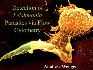 Detection of
Leishmania
Parasites via Flow
Cytometry
Analiese Wenger
 
