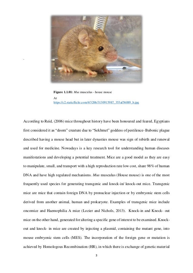 an analysis of the bubonic plague in the history of diseases Neglected diseases plos medicine's neglected diseases section began with the launch of the journal in october 2004 up until february 2008, the section focused on tropical infectious diseases, such as buruli ulcer, trachoma, and hookworm. an analysis of the bubonic plague in the history of diseases Neglected diseases plos medicine's neglected diseases section began with the launch of the journal in october 2004 up until february 2008, the section focused on tropical infectious diseases, such as buruli ulcer, trachoma, and hookworm.