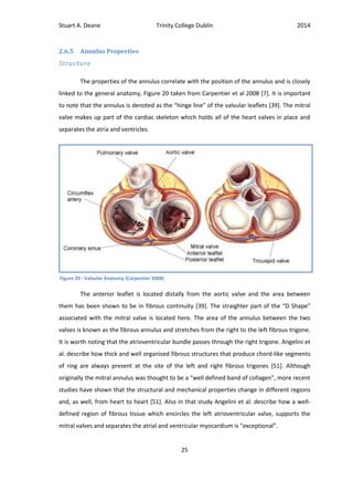 Stuart A. Deane Trinity College Dublin 2014
25
2.6.5 Annulus Properties
Structure
The properties of the annulus correlate with the position of the annulus and is closely
linked to the general anatomy, Figure 20 taken from Carpentier et al 2008 [7]. It is important
to note that the annulus is denoted as the “hinge line” of the valvular leaflets [39]. The mitral
valve makes up part of the cardiac skeleton which holds all of the heart valves in place and
separates the atria and ventricles.
The anterior leaflet is located distally from the aortic valve and the area between
them has been shown to be in fibrous continuity [39]. The straighter part of the “D Shape”
associated with the mitral valve is located here. The area of the annulus between the two
valves is known as the fibrous annulus and stretches from the right to the left fibrous trigone.
It is worth noting that the atrioventricular bundle passes through the right trigone. Angelini et
al. describe how thick and well organised fibrous structures that produce chord-like segments
of ring are always present at the site of the left and right fibrous trigones [51]. Although
originally the mitral annulus was thought to be a “well defined band of collagen”, more recent
studies have shown that the structural and mechanical properties change in different regions
and, as well, from heart to heart [51]. Also in that study Angelini et al. describe how a well-
defined region of fibrous tissue which encircles the left atrioventricular valve, supports the
mitral valves and separates the atrial and ventricular myocardium is “exceptional”.
Figure 20 - Valvular Anatomy (Carpentier 2008)
 
