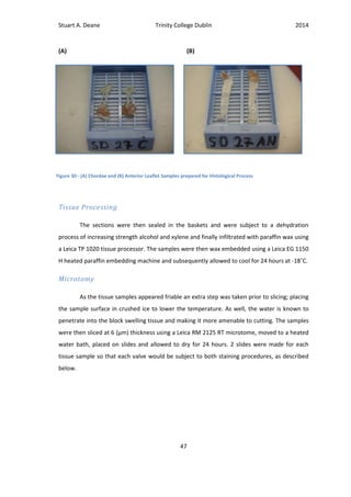 Stuart A. Deane Trinity College Dublin 2014
47
(A) (B)
Tissue Processing
The sections were then sealed in the baskets and were subject to a dehydration
process of increasing strength alcohol and xylene and finally infiltrated with paraffin wax using
a Leica TP 1020 tissue processor. The samples were then wax embedded using a Leica EG 1150
H heated paraffin embedding machine and subsequently allowed to cool for 24 hours at -18˚C.
Microtomy
As the tissue samples appeared friable an extra step was taken prior to slicing; placing
the sample surface in crushed ice to lower the temperature. As well, the water is known to
penetrate into the block swelling tissue and making it more amenable to cutting. The samples
were then sliced at 6 (µm) thickness using a Leica RM 2125 RT microtome, moved to a heated
water bath, placed on slides and allowed to dry for 24 hours. 2 slides were made for each
tissue sample so that each valve would be subject to both staining procedures, as described
below.
Figure 30 - (A) Chordae and (B) Anterior Leaflet Samples prepared for Histological Process
 