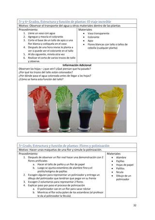 32
5o y 6o Grados, Estructura y función de plantas: El viaje increíble
Motivo: Observar el transporte del agua y otras materiales dentro de las plantas
Procedimiento
1. Llene un vaso con agua
2. Agregue y mezcla el colorante
3. Corte el base de un tallo de apio o una
flor blanca y colóquela en el vaso
4. Después de una hora revise le planta a
ver si puede ver el colorante en el tallo
5. Al día siguiente, mírela otra vez
6. Realizar el corto de varios trozos de tallo
y observe.
Materiales
 Vaso transparente
 Colorante
 Apio
 Flores blancas con tallo o tallos de
cebolla (cualquier planta)
Información Adicional
Observen las hojas – ¿que ven? ¿Qué piensan que ha pasado?
¿Por qué los trozos del tallo están coloreados?
¿Por dónde pasa el agua coloreada antes de llegar a las hojas?
¿Cómo se llama esta función del tallo?
5o Grado, Estructura y función de plantas: Flores y polinización
Motivo: Hacer unas maquetas de una flor y simule la polinización.
Procedimiento
1. Después de observar un flor real hacer una demonstración con 2
flores artificiales
a. Hacer el tallo de palito y un flor de papel
b. Luego se ajunta estambres de alambre fino y el
pistilo/estigma de pajillas
2. Escogen alguien para representar un polinizador y entrega un
dibujo del polinizador que tendrían que pegar en su frente
3. Escogen 2 voluntarios para representar 2 flores
4. Explicar paso por paso el proceso de polinización
a. El polinizador cae en un flor para sacar néctar
b. Mientras el flor echa polen de los estambres (el profesor
le da al polinizador la fécula)
Materiales
 Alambre
 Pajillas
 Hojas de papel
 Palillos
 fécula
 Dibujo de un
polinizador
 