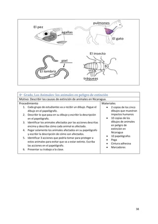 38
4o Grado, Los Animales: los animales en peligro de extinción
Motivo: Describir las causas de extinción de animales en Nicaragua.
Procedimiento
1. Cada grupo de estudiantes va a recibir un dibujo. Pegue el
dibujo en el papelógrafo.
2. Describir lo que pasa en su dibujo y escribir la descripción
en el papelógrafo.
3. Identificar los animales afectados por las acciones descritas
encima y describa cómo cada animal es afectado.
4. Pegar solamente los animales afectados en su papelógrafo
y escribir la descripción de cómo son afectados.
5. Identificar 3 acciones que podría tomar para proteger a
estos animales para evitar que va a estar extinto. Escriba
las acciones en el papelógrafo.
6. Presentar su trabajo a la clase.
Materiales
 2 copias de los cinco
dibujos que muestran
impactos humanos
 10 copias de los
dibujos de animales
en peligro de
extinción en
Nicaragua
 10 papelógrafos
 Pega
 Cintura adhesiva
 Marcadores
 