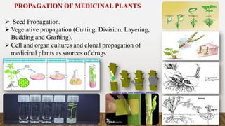 2-_Medicinal_plants_Cultivation_and_Preparation.pdf
