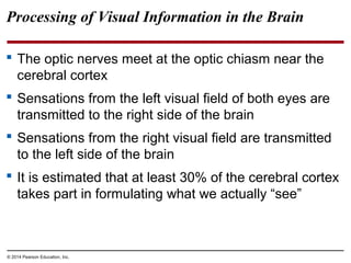 © 2014 Pearson Education, Inc.
 The optic nerves meet at the optic chiasm near the
cerebral cortex
 Sensations from the left visual field of both eyes are
transmitted to the right side of the brain
 Sensations from the right visual field are transmitted
to the left side of the brain
 It is estimated that at least 30% of the cerebral cortex
takes part in formulating what we actually “see”
Processing of Visual Information in the Brain
 