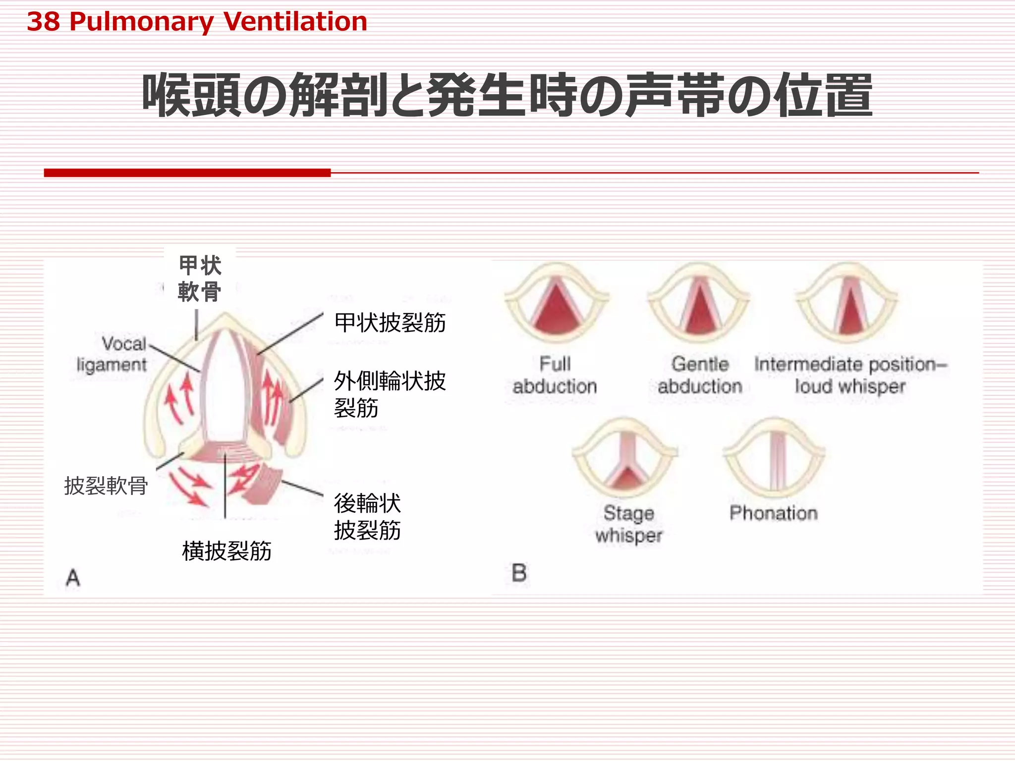 38 pulmonary ventilation | PPTX