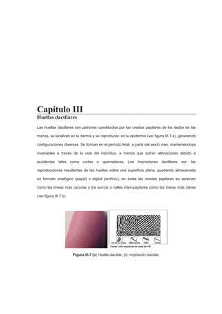 - 28 -
Capítulo III
Huellas dactilares
Las huellas dactilares son patrones constituidos por las crestas papilares de los dedos de las
manos, se localizan en la dermis y se reproducen en la epidermis (ver figura III.7.a), generando
configuraciones diversas. Se forman en el período fetal, a partir del sexto mes, manteniéndose
invariables a través de la vida del individuo, a menos que sufran alteraciones debido a
accidentes tales como cortes o quemaduras. Las impresiones dactilares son las
reproducciones resultantes de las huellas sobre una superficie plana, quedando almacenada
en formato analógico (papel) o digital (archivo), en éstas las crestas papilares se aprecian
como las líneas más oscuras y los surcos o valles inter-papilares como las líneas más claras
(ver figura III.7.b).
Figura III.7 (a) Huella dactilar; (b) impresión dactilar.
 