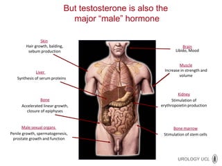 Skin   Hair growth, balding, sebum production Liver  Synthesis of serum proteins Male sexual organs  Penile growth, spermatogenesis, prostate growth and function Brain Libido, Mood Muscle Increase in strength and volume Kidney Stimulation of erythropoietin production Bone marrow Stimulation of stem cells Bone Accelerated linear growth, closure of epiphyses But testosterone is also the  major “male” hormone 