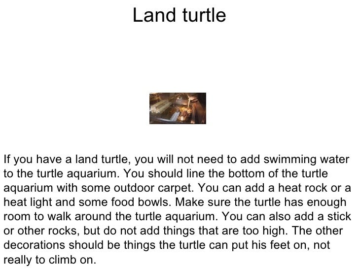 Setting Up A Turtle Aquarium