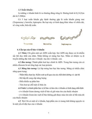 7
3.3 Xoắn khuẩn:
Là những vi khuẩn hình lò xo thường đứng riêng lẻ. Đường kính từ 0,2-0,5(m
dài từ 5-500(m
Có 3 loại xoắn khuẩn gây bệnh thường gặp là xoắn khuẩn giang mai
(Treponema ), borrelia, leptospira. Ba loại này có hình dạng khác nhau về chiều dài,
số vòng xoắn, biên độ xoắn.
4. Cấu tạo của tế bào vi khuẩn
4.1 Nhân: Chỉ gồm một sợi ADN xoắn kép. Sợi ADN này được coi là nhiễm
sắc thể duy nhất của nhân. Nhân không có màng bao bọc. Nhân có nhiệm vụ di
truyền những đặc tính của vi khuẩn mẹ cho vi khuẩn con.
4.2 Bào tương: Thành phần hoá học chính là ARN. Trong bào tương còn có
nhiều ribosom là nơi tổng hợp các loại protein.
4.3 Màng bào tương: Là lớp mỏng bao bọc bào tương. Màng có nhiều chức
năng quan trọng:
- Thẩm thấu chọn lọc: Kiểm soát sự đi qua của các chất dinh dưỡng và cặn bã
- Hô hấp để cung cấp năng lượng
- Điều khiển sự phân bào
- Tiêu hoá tại chỗ một số thức ăn
4.4 Vách: Là thành phần bảo vệ tế bào và làm cho vi khuẩn có hình dạng nhất định
- ở vi khuẩn Gram dương vách tế bào sẽ giữ màu tím của thuốc nhuộm
- ở vi khuẩn Gram âm vách tế bào không giữ được màu tím nên sẽ bắt màu đỏ
của thuốc nhuộm
4.5 Vỏ: Chỉ có một số vi khuẩn, hợp phần của vỏ mang tính kháng nguyên và
là một yếu tố độc học của vi khuẩn
 