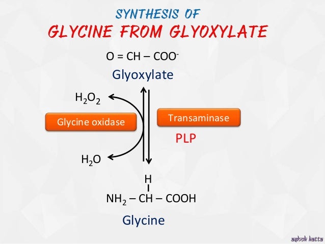 Metabolism Of Glycine Metabolism Of Glycine