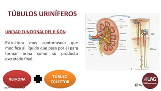 Anatomia y Fisiologia del sistema urinario | PDF