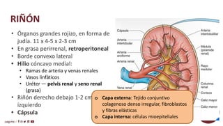 Anatomia y Fisiologia del sistema urinario | PDF