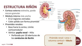 Anatomia y Fisiologia del sistema urinario | PDF