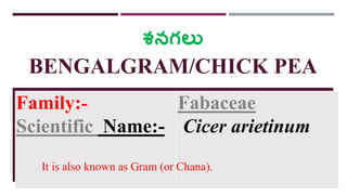 శనగలు
BENGALGRAM/CHICK PEA
Family:-
Scientific Name:-
Fabaceae
Cicer arietinum
It is also known as Gram (or Chana).
 