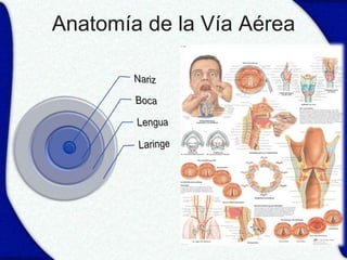 Anatomía de la Vía Aérea
 