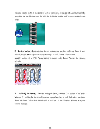 rich and creamy taste. In this process Milk is transferred to a piece of equipment called a
homogenizer. In this machine the milk fat is forced, under high pressure through tiny
holes.




2 . Pasteurization:- Pasteurization is the process that purifies milk and helps it stay
fresher, longer. Milk is pasteurized by heating it to 72°C for 16 seconds then
quickly cooling it to 4°C. Pasteurization is named after Louis Pasteur, the famous
scientist.




3    .Adding Vitamins; - Before homogenization, vitamin D is added to all milk.
Vitamin D combined with the calcium that naturally exists in milk help gives us strong
bones and teeth. Dairies also add Vitamin A to skim, 1% and 2% milk. Vitamin A is good
for our eyesight.




                                            36
 
