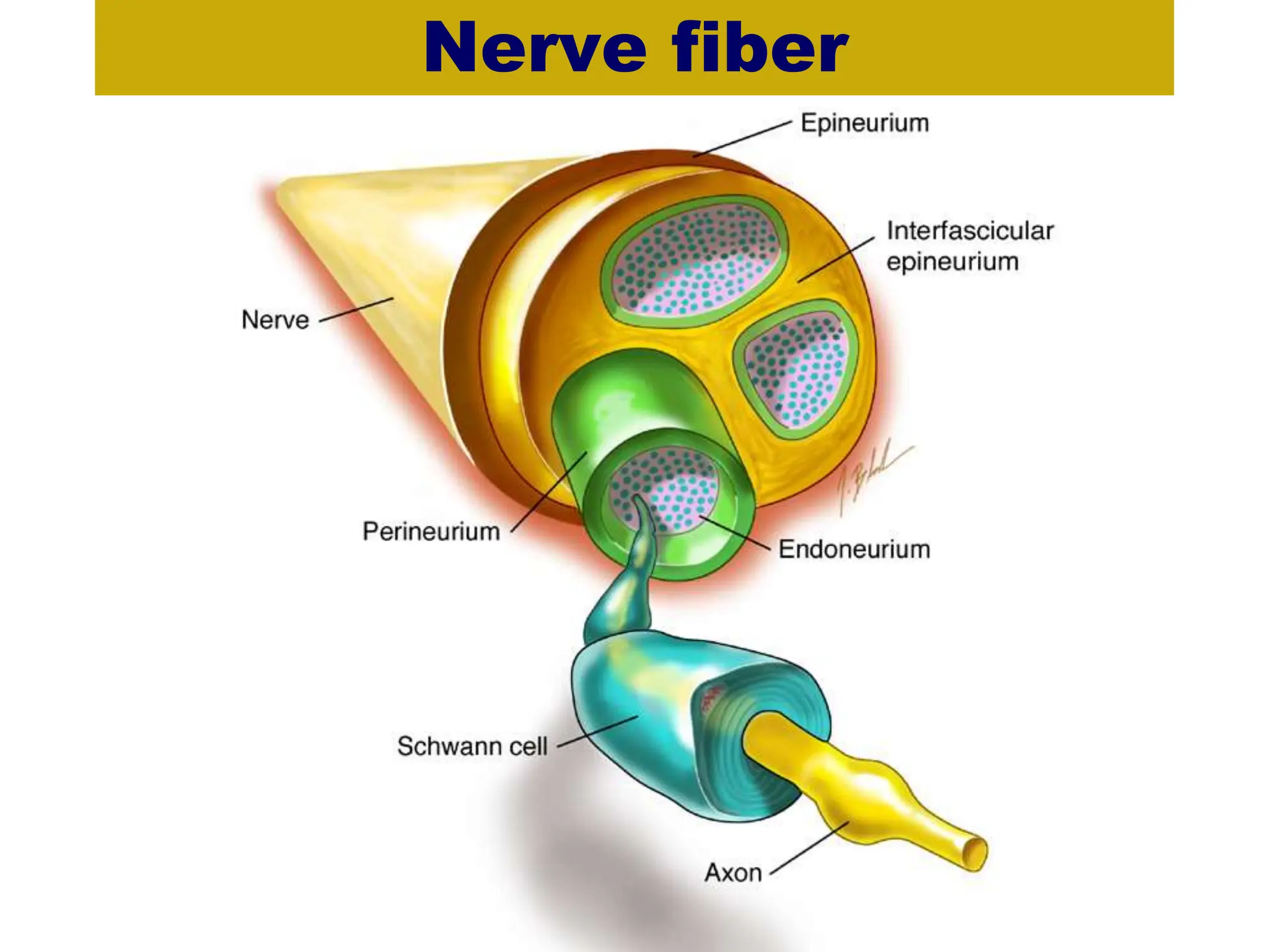 Nerve fiber
 