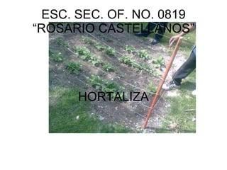 ESC. SEC. OF. NO. 0819
“ROSARIO CASTELLANOS”




      HORTALIZA
 
