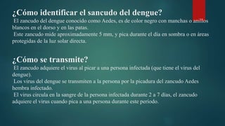 ¿Cómo identificar el sancudo del dengue?
El zancudo del dengue conocido como Aedes, es de color negro con manchas o anillos
blancos en el dorso y en las patas.
Este zancudo mide aproximadamente 5 mm, y pica durante el día en sombra o en áreas
protegidas de la luz solar directa.
¿Cómo se transmite?
El zancudo adquiere el virus al picar a una persona infectada (que tiene el virus del
dengue).
Los virus del dengue se transmiten a la persona por la picadura del zancudo Aedes
hembra infectado.
El virus circula en la sangre de la persona infectada durante 2 a 7 días, el zancudo
adquiere el virus cuando pica a una persona durante este período.
 