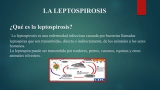 LA LEPTOSPIROSIS
¿Qué es la leptospirosis?
La leptospirosis es una enfermedad infecciosa causada por bacterias llamadas
leptospiras que son transmitidas, directa o indirectamente, de los animales a los seres
humanos.
La leptospira puede ser transmitida por roedores, perros, vacunos, equinos y otros
animales silvestres.
 