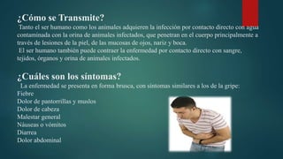 ¿Cómo se Transmite?
Tanto el ser humano como los animales adquieren la infección por contacto directo con agua
contaminada con la orina de animales infectados, que penetran en el cuerpo principalmente a
través de lesiones de la piel, de las mucosas de ojos, nariz y boca.
El ser humano también puede contraer la enfermedad por contacto directo con sangre,
tejidos, órganos y orina de animales infectados.
¿Cuáles son los síntomas?
La enfermedad se presenta en forma brusca, con síntomas similares a los de la gripe:
Fiebre
Dolor de pantorrillas y muslos
Dolor de cabeza
Malestar general
Náuseas o vómitos
Diarrea
Dolor abdominal
 