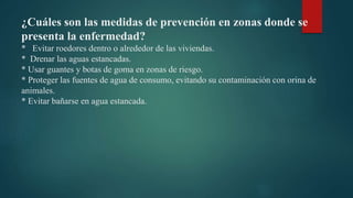 ¿Cuáles son las medidas de prevención en zonas donde se
presenta la enfermedad?
* Evitar roedores dentro o alrededor de las viviendas.
* Drenar las aguas estancadas.
* Usar guantes y botas de goma en zonas de riesgo.
* Proteger las fuentes de agua de consumo, evitando su contaminación con orina de
animales.
* Evitar bañarse en agua estancada.
 