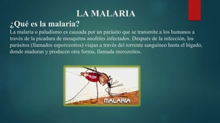 LA MALARIA
¿Qué es la malaria?
La malaria o paludismo es causada por un parásito que se transmite a los humanos a
través de la picadura de mosquitos anofeles infectados. Después de la infección, los
parásitos (llamados esporozoítos) viajan a través del torrente sanguíneo hasta el hígado,
donde maduran y producen otra forma, llamada merozoítos.
 