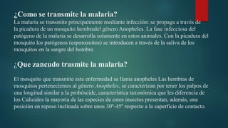 ¿Como se transmite la malaria?
La malaria se transmite principalmente mediante infección: se propaga a través de
la picadura de un mosquito hembradel género Anopheles. La fase infecciosa del
patógeno de la malaria se desarrolla solamente en estos animales. Con la picadura del
mosquito los patógenos (esporozoitos) se introducen a través de la saliva de los
mosquitos en la sangre del hombre.
¿Que zancudo trasmite la malaria?
El mosquito que transmite este enfermedad se llama anopheles Las hembras de
mosquitos pertenecientes al género Anopheles, se caracterizan por tener los palpos de
una longitud similar a la probóscide, característica taxonómica que les diferencia de
los Culícidos la mayoría de las especies de estos insectos presentan, además, una
posición en reposo inclinada sobre unos 30º-45º respecto a la superficie de contacto.
 