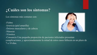 ¿Cuáles son los síntomas?
Los síntomas más comunes son:
-Fiebre
-Ictericia (piel amarilla)
-Dolores musculares y de cabeza
-Náuseas
-Vómitos
-Cansancio Una pequeña proporción de pacientes infectados presentan
complicaciones, y aproximadamente la mitad de estos casos fallecen en un plazo de
7 a 10 días.
 