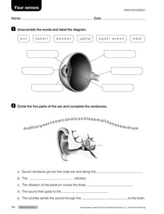 REINFORCEMENT
Name Date
Your senses
1 Unscramble the words and label the diagram.
s i i r t a n e r i a n c e o r u p l i p c p o t i e r e v n n e s l
2 Circle the five parts of the ear and complete the sentences.
auditorynerveearcanalc oc hl easmall boneseardrum
a. Sound vibrations go into the outer ear and along the .
b. The vibrates.
c. The vibration of the eardrum moves the three .
d. The sound then goes to the .
e. The cochlea sends the sound through the to the brain.
Natural Science 3
14 Photocopiable material © 2014 Santillana Educación, S.L./Richmond Publishing
 