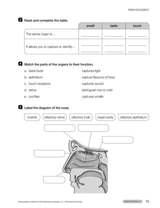 REINFORCEMENT
3 Read and complete the table.
smell taste touch
The sense organ is…
It allows you to capture or identify…
4 Match the parts of the organs to their function.
a. taste buds captures light
b. epithelium capture flavours of food
c. touch receptors captures sound
d. retina distinguish hot or cold
e. cochlea captures smells
5 Label the diagram of the nose.
nostrils olfactory nerve olfactory bulb nasal cavity olfactory epithelium
Natural Science 3
Photocopiable material © 2014 Santillana Educación, S.L./Richmond Publishing 15
 