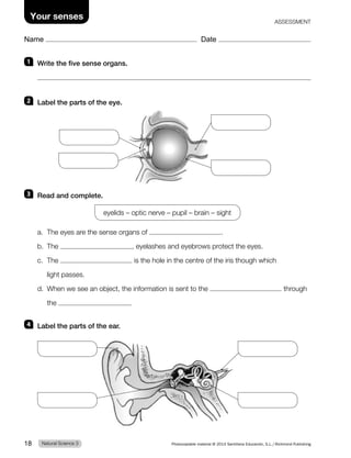Name Date
Your senses ASSESSMENT
1 Write the five sense organs.
2 Label the parts of the eye.
3 Read and complete.
eyelids – optic nerve – pupil – brain – sight
a. The eyes are the sense organs of .
b. The , eyelashes and eyebrows protect the eyes.
c. The is the hole in the centre of the iris though which
light passes.
d. When we see an object, the information is sent to the through
the .
4 Label the parts of the ear.
Natural Science 3
18 Photocopiable material © 2014 Santillana Educación, S.L./Richmond Publishing
 