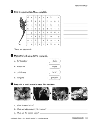 4 Find five vertebrates. Then, complete.
d e j m q a k t o
c h a m e l e o n
e j m i o i h r n
h l x a s z c t l
i g u a n a u o o
r u e j m r b i p
u z b c v d u s e
i a i s n a k e e
These animals are all r .
5 Match the bird group to the examples.
a. flightless bird duck
b. waterfowl eagle
c. bird of prey canary
d. songbird penguin
6 Look at the pictures and answer the questions.
a. What process is this?
b. What animals undergo this process?
c. What are the babies called?
▶ ▶ ▶
Natural Science 3
Photocopiable material © 2014 Santillana Educación, S.L./Richmond Publishing 39
REINFORCEMENT
 