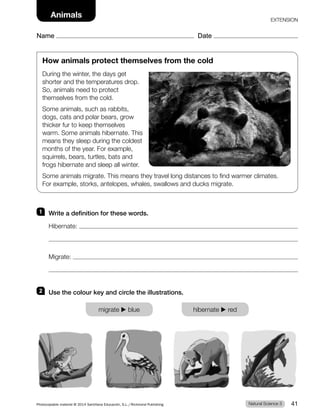 How animals protect themselves from the cold
During the winter, the days get
shorter and the temperatures drop.
So, animals need to protect
themselves from the cold.
Some animals, such as rabbits,
dogs, cats and polar bears, grow
thicker fur to keep themselves
warm. Some animals hibernate. This
means they sleep during the coldest
months of the year. For example,
squirrels, bears, turtles, bats and
frogs hibernate and sleep all winter.
Some animals migrate. This means they travel long distances to find warmer climates.
For example, storks, antelopes, whales, swallows and ducks migrate.
1 Write a definition for these words.
Hibernate:
Migrate:
2 Use the colour key and circle the illustrations.
migrate ▶ blue hibernate ▶ red
Natural Science 3
Photocopiable material © 2014 Santillana Educación, S.L./Richmond Publishing 41
Name Date
Animals
Name Date
EXTENSION
 