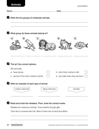 1 Write the five groups of vertebrate animals.
2 What group do these animals belong to?
3 Tick (✔) the correct options.
All mammals:
a. have bones. b. drink their mother’s milk.
c. are born from their mother’s womb. d. can walk when they are born.
4 Write an example of each type of animal.
marine mammal flying mammal primate
5 Read and circle the mistakes. Then, write the correct words.
Reptiles are viviparous animals. They breathe through gills.
Their skin is covered with hair. Most of them live on land and slither.
A B C D E
Natural Science 3
42 Photocopiable material © 2014 Santillana Educación, S.L./Richmond Publishing
Name Date
Animals ASSESSMENT
 