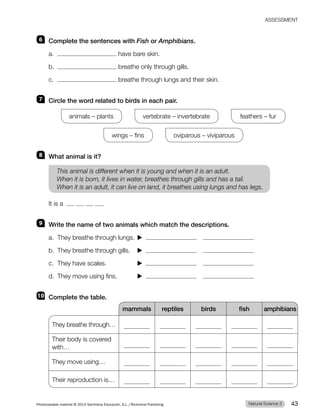 6 Complete the sentences with Fish or Amphibians.
a. have bare skin.
b. breathe only through gills.
c. breathe through lungs and their skin.
7 Circle the word related to birds in each pair.
animals – plants vertebrate – invertebrate feathers – fur
wings – fins oviparous – viviparous
8 What animal is it?
This animal is different when it is young and when it is an adult.
When it is born, it lives in water, breathes through gills and has a tail.
When it is an adult, it can live on land, it breathes using lungs and has legs.
It is a .
9 Write the name of two animals which match the descriptions.
a. They breathe through lungs. ▶
b. They breathe through gills. ▶
c. They have scales. ▶
d. They move using fins. ▶
10 Complete the table.
mammals reptiles birds fish amphibians
They breathe through…
Their body is covered
with…
They move using…
Their reproduction is…
Natural Science 3
Photocopiable material © 2014 Santillana Educación, S.L./Richmond Publishing 43
ASSESSMENT
 