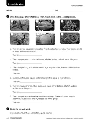 1 Write the groups of invertebrates. Then, match them to the correct pictures.
a. They are simple aquatic invertebrates. They live attached to rocks. Their bodies are full
of pores and are sac-shaped.
They are .
b. They have got poisonous tentacles and jelly-like bodies. Jellyfish are in this group.
They are .
c. They have got long, soft bodies and no legs. Thy live in soil, in water or inside other
bodies.
They are .
d. Mussels, octopuses, squids and snails are in this group of invertebrates.
They are .
e. They are marine animals. Their skeleton is made of hard plates. Starfish and sea
urchins are in this group.
They are .
f. They have got an articulated exoskeleton made up of external plates. Insects,
arachnids, crustaceans and myriapods are in this group.
They are .
2 Circle the correct word.
Invertebrates haven’t got a skeleton / spinal column.
REINFORCEMENT
Natural Science 3
46 Photocopiable material © 2014 Santillana Educación, S.L./Richmond Publishing
Name Date
Invertebrates
 