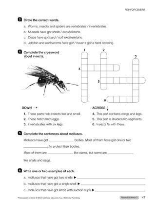 3 Circle the correct words.
a. Worms, insects and spiders are vertebrates / invertebrates.
b. Mussels have got shells / exoskeletons.
c. Crabs have got hard / soft exoskeletons.
d. Jellyfish and earthworms have got / haven’t got a hard covering.
4 Complete the crossword
about insects.
DOWN ACROSS
1. These parts help insects feel and smell. 4. This part contains wings and legs.
2. These hatch from eggs. 5. This part is divided into segments.
3. Invertebrates with six legs. 6. Insects fly with these.
5 Complete the sentences about molluscs.
Molluscs have got bodies. Most of them have got one or two
to protect their bodies.
Most of them are , like clams, but some are ,
like snails and slugs.
6 Write one or two examples of each.
a. molluscs that have got two shells
b. molluscs that have got a single shell
c. molluscs that have got limbs with suction cups
1 2
3
4
5
6
REINFORCEMENT
Natural Science 3
Photocopiable material © 2014 Santillana Educación, S.L./Richmond Publishing 47
 