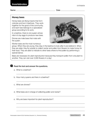 Honey bees
Honey bees are flying insects that form
colonies and live in beehives. They work
together for the good of the community,
and each bee belongs to a specialized
group according to its work.
In a beehive, there is one queen whose
role is to lay eggs to produce new bees.
Drones are male bees that mate with
the queen.
Worker bees are the most numerous
group. When they are young, they stay in the beehive to look after it and defend it. When
they are older, they fly outside to collect nectar and pollen from flowers to make honey for
their food. They are able to indicate to other bees where to find pollen by performing a
special dance.
Bees are necessary for plant reproduction because they transport pollen from one plant to
another. They can visit over 2,000 flowers in a day!
1 Read the text and answer the questions.
a. What is a beehive?
b. How many queens are there in a beehive?
c. What are drones?
d. What bees are in charge of collecting pollen and nectar?
e. Why are bees important for plant reproduction?
foto
abeja
Natural Science 3
Photocopiable material © 2014 Santillana Educación, S.L./Richmond Publishing 49
Invertebrates
Name Date
EXTENSION
 