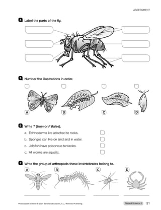 4 Label the parts of the fly.
5 Number the illustrations in order.
6 Write T (true) or F (false).
a. Echinoderms live attached to rocks.
b. Sponges can live on land and in water.
c. Jellyfish have poisonous tentacles.
d. All worms are aquatic.
7 Write the group of arthropods these invertebrates belong to.
A B C D
A B C D
Natural Science 3
Photocopiable material © 2014 Santillana Educación, S.L./Richmond Publishing 51
ASSESSMENT
 