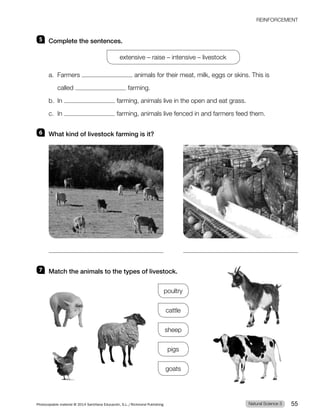 REINFORCEMENT
5 Complete the sentences.
extensive – raise – intensive – livestock
a. Farmers animals for their meat, milk, eggs or skins. This is
called farming.
b. In farming, animals live in the open and eat grass.
c. In farming, animals live fenced in and farmers feed them.
6 What kind of livestock farming is it?
7 Match the animals to the types of livestock.
poultry
cattle
sheep
pigs
goats
Natural Science 3
Photocopiable material © 2014 Santillana Educación, S.L./Richmond Publishing 55
 