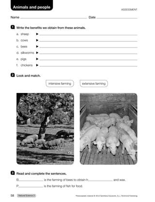 Name Date
Animals and people ASSESSMENT
1 Write the benefits we obtain from these animals.
a. sheep
b. cows
c. bees
d. silkworms
e. pigs
f. chickens
2 Look and match.
intensive farming extensive farming
3 Read and complete the sentences.
B is the farming of bees to obtain h and wax.
P is the farming of fish for food.
Natural Science 3
58 Photocopiable material © 2014 Santillana Educación, S.L./Richmond Publishing
 