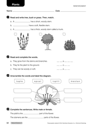 1 Read and write tree, bush or grass. Then, match.
a. A has a short, woody stem.
b. have a soft, flexible stem.
c. A has a thick, woody stem called a trunk.
2 Read and complete the words.
a. They grow from the stems and branches. a
b. They fix the plant to the ground. o
c. They can be woody or soft. e
3 Unscramble the words and label the diagram.
t a p l e e p s a l i s p t i l m e s t a n
4 Complete the sentences. Write male or female.
The pistil is the part of the flower.
The stamens are the parts of the flower.
REINFORCEMENT
Natural Science 3
62 Photocopiable material © 2014 Santillana Educación, S.L./Richmond Publishing
Name Date
Plants
 
