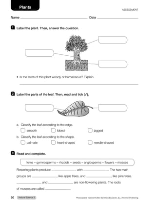1 Label the plant. Then, answer the question.
t *TUIFTUFNPGUIJTQMBOUXPPEZPSIFSCBDFPVT YQMBJO

2 Label the parts of the leaf. Then, read and tick (✓).
B $MBTTJGZUIFMFBGBDDPSEJOHUPUIFFEHF
 TNPPUI  MPCFE  KBHHFE
C $MBTTJGZUIFMFBGBDDPSEJOHUPUIFTIBQF
 QBMNBUF  IFBSUTIBQFE  OFFEMFTIBQFE
3 Read and complete.
GFSOToHZNOPTQFSNToSIJ[PJEToTFFEToBOHJPTQFSNToGMPXFSToNPTTFT
'MPXFSJOHQMBOUTQSPEVDF XJUI 5IFUXPNBJO
HSPVQTBSF MJLFBQQMFUSFFT BOE MJLFQJOFUSFFT
BOE BSFOPOGMPXFSJOHQMBOUT5IFSPPUT
PGNPTTFTBSFDBMMFE 
/BUVSBM4DJFODF
66 Photocopiable material © 2014 Santillana Educación, S.L./Richmond Publishing
Name Date
Plants 4444./5
 