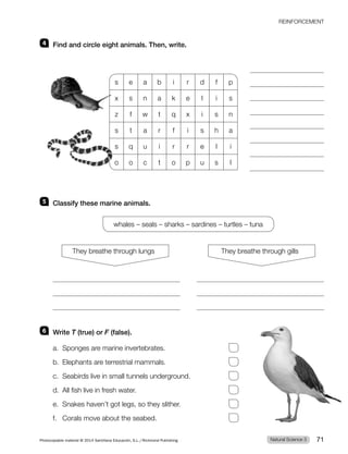 4 Find and circle eight animals. Then, write.
s e a b i r d f p
x s n a k e l i s
z f w t q x i s n
s t a r f i s h a
s q u i r r e l i
o o c t o p u s l
5 Classify these marine animals.
whales – seals – sharks – sardines – turtles – tuna
They breathe through lungs They breathe through gills
6 Write T (true) or F (false).
a. Sponges are marine invertebrates.
b. Elephants are terrestrial mammals.
c. Seabirds live in small tunnels underground.
d. All fish live in fresh water.
e. Snakes haven’t got legs, so they slither.
f. Corals move about the seabed.
REINFORCEMENT
Natural Science 3
Photocopiable material © 2014 Santillana Educación, S.L./Richmond Publishing 71
 