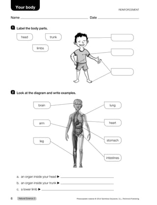1 Label the body parts.
head trunk
limbs
2 Look at the diagram and write examples.
a. an organ inside your head ▶
b. an organ inside your trunk ▶
c. a lower limb ▶
stomach
leg
heart
lung
brain
intestines
arm
REINFORCEMENT
Natural Science 3
6 Photocopiable material © 2014 Santillana Educación, S.L./Richmond Publishing
Name Date
Your body
 