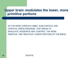 01/31/1524
Upper brain modulates the lower, more
primitive portions
AS THE MORE COMPLEX LIMBIC, SUB-CORTICAL AND
CORTICAL AREAS ORGANIZE, THEY BEGIN TO
MODULATE, MODERATE AND ‘CONTROL’ THE MORE
PRIMITIVE AND ‘REACTIVE’ LOWER PORTIONS OF THE BRAIN
 