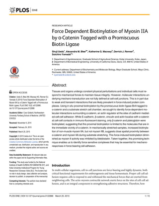 RESEARCH ARTICLE
Force Dependent Biotinylation of Myosin IIA
by α-Catenin Tagged with a Promiscuous
Biotin Ligase
Shuji Ueda1
, Alexandra M. Blee2¤
, Katherine G. Macway2
, Derrick J. Renner2
,
Soichiro Yamada2
*
1 Department of Agrobioscience, Graduate School of Agricultural Science, Kobe University, Kobe, Japan,
2 Department of Biomedical Engineering, University of California Davis, Davis, CA, 95616, United States of
America
¤ Current address: Department of Biochemistry and Molecular Biology, Mayo Graduate School, Mayo Clinic,
Rochester, MN, 55905, United States of America
* syamada@ucdavis.edu
Abstract
Tissues and organs undergo constant physical perturbations and individual cells must re-
spond to mechanical forces to maintain tissue integrity. However, molecular interactions un-
derlying mechano-transduction are not fully defined at cell-cell junctions. This is in part due
to weak and transient interactions that are likely prevalent in force-induced protein com-
plexes. Using in situ proximal biotinylation by the promiscuous biotin ligase BirA tagged to
α-catenin and a substrate stretch cell chamber, we sought to identify force-dependent mo-
lecular interactions surrounding α-catenin, an actin regulator at the sites of cadherin mediat-
ed cell-cell adhesion. While E-cadherin, β-catenin, vinculin and actin localize with α-catenin
at cell-cell contacts in immuno-fluorescent staining, only β-catenin and plakoglobin were
biotinylated, suggesting that this proximal biotinylation is limited to the molecules that are in
the immediate vicinity of α-catenin. In mechanically stretched samples, increased biotinyla-
tion of non-muscle myosin IIA, but not myosin IIB, suggests close spatial proximity between
α-catenin and myosin IIA during substrate stretching. This force-induced biotinylation dimin-
ished as myosin II activity was inhibited by blebbistatin. Taken together, this promising tech-
nique enables us to identify force sensitive complexes that may be essential for mechano-
responses in force bearing cell adhesion.
Introduction
In multi-cellular organisms, cell-to-cell junctions are force-bearing and highly dynamic, both
critical functional requirements for embryogenesis and tissue homeostasis. Proper cell-cell ad-
hesion requires cells to respond to and withstand the mechanical forces that are exerted from
neighboring cells. The actin-myosin contractile network exerts force on the sites of cell-cell ad-
hesion, and is an integral component in strengthening adhesive structures. Therefore, how
PLOS ONE | DOI:10.1371/journal.pone.0122886 March 25, 2015 1 / 15
OPEN ACCESS
Citation: Ueda S, Blee AM, Macway KG, Renner DJ,
Yamada S (2015) Force Dependent Biotinylation of
Myosin IIA by α-Catenin Tagged with a Promiscuous
Biotin Ligase. PLoS ONE 10(3): e0122886.
doi:10.1371/journal.pone.0122886
Academic Editor: Cara Gottardi, Northwestern
University Feinberg School of Medicine, UNITED
STATES
Received: November 9, 2014
Accepted: February 24, 2015
Published: March 25, 2015
Copyright: © 2015 Ueda et al. This is an open
access article distributed under the terms of the
Creative Commons Attribution License, which permits
unrestricted use, distribution, and reproduction in any
medium, provided the original author and source are
credited.
Data Availability Statement: All relevant data are
within the paper and its Supporting Information files.
Funding: This study was funded by the National
Institute of Health EUREKA R01GM094798 (SY), and
Kobe University Institutional Program for Young
Researcher Overseas Visits (SU). The funders had
no role in study design, data collection and analysis,
decision to publish, or preparation of the manuscript.
Competing Interests: The authors have declared
that no competing interests exist.
 