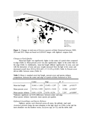 Figure 1. Changes in total area of Zostera capensis at Klein Oesterwal between 2009,
2014 and 2015. Maps are based on LANSAT images with digitized seagrass beds.
Changes in Patch Quality
Mean leaf length was significantly higher in the center of a patch when compared
to edge (Table 2). Mean percent cover was also significantly higher in the center than on
the edge (Table 2). Additionally, mean leaf length differed significantly by zone, year and
with the interaction of zone and year. Length increased from the high to low zones and
decreased overall from 2014 to 2016 (df=1, F=11.676, p<0.001; Table 4). Percent cover
did not differ between zones (Table 4).
Table 2. Mean (± standard error) leaf length, percent cover and species richness
comparisons between the center and edge of a patch at Klein Oesterwal in 2016.
Center Edge df F
Mean leaf length 18.461 ± 1.450 15.492 ± 1.297 1 5.884 p=0.017*
Mean percent cover 59.710 ± 5.995 46.913 ± 5.810 1 12.966 p<0.001*
Mean species richness 4.691 ± 0.254 3.676 ± 0.254 1 7.297 p=0.009*
*Indicates significant (p<0.05) differences between center and edge.
Mean species richness represents mean species per quadrat.
Epifaunal Assemblages and Species Richness
Eighteen species were observed across all zones, the globular mud snail,
Assiminea globulus being the most abundant in the high shore (n=1204), in the mid the
most abundant was the bamboo worm, Euclyeme spp. (n=72), and the turbin shell
 